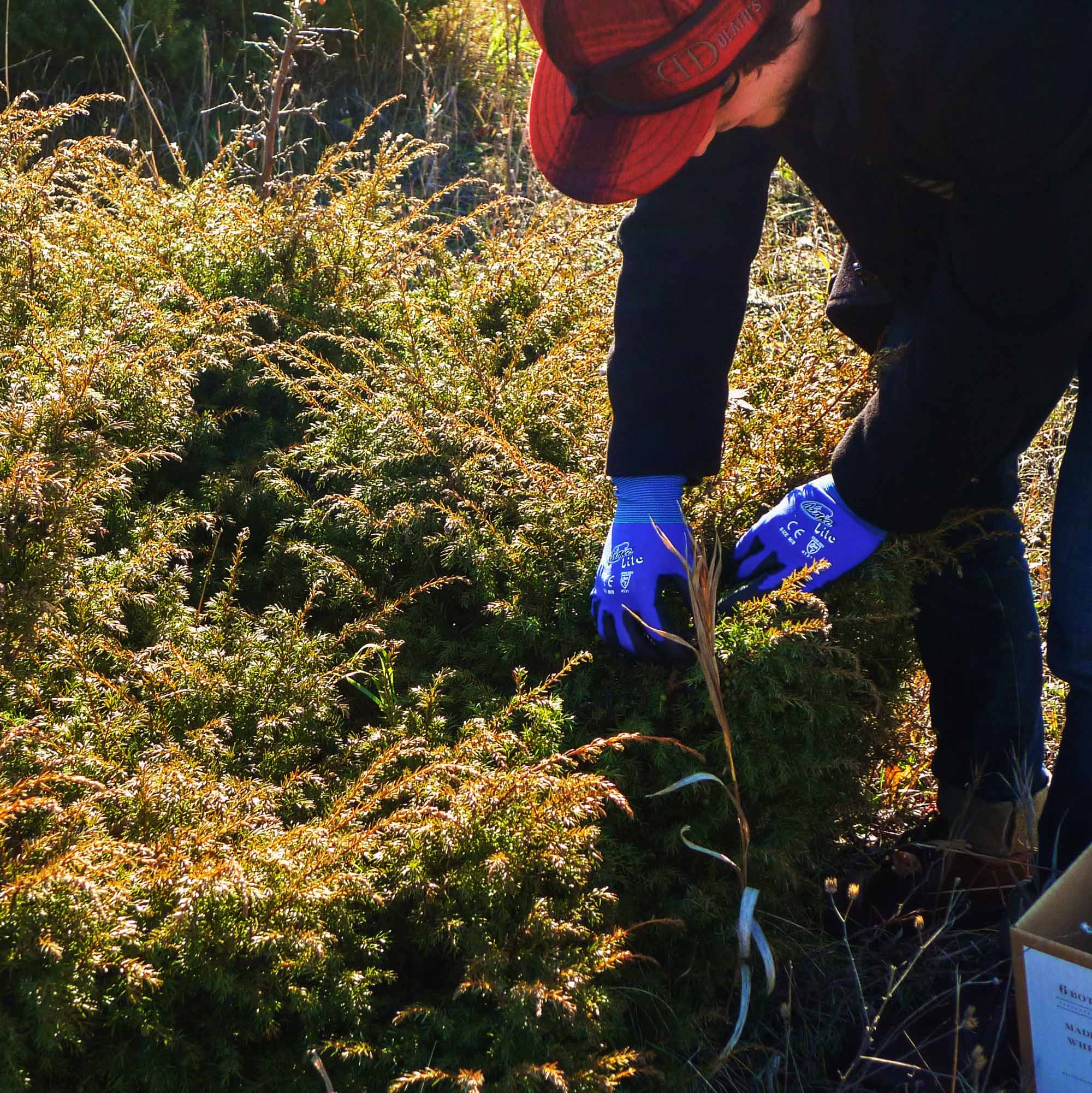 Harvesting juniper berries on Washington Island in Door County, Wisconsin. Photo: Boothby