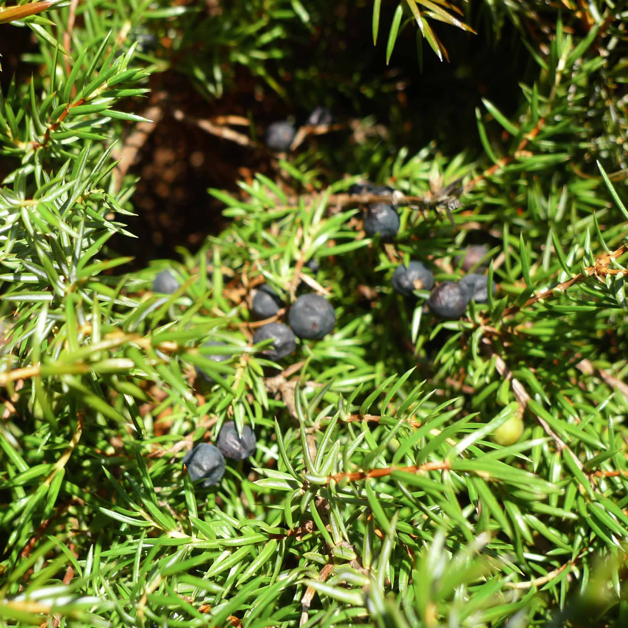 Juniper berries aren't real berries. Photo: Boothby