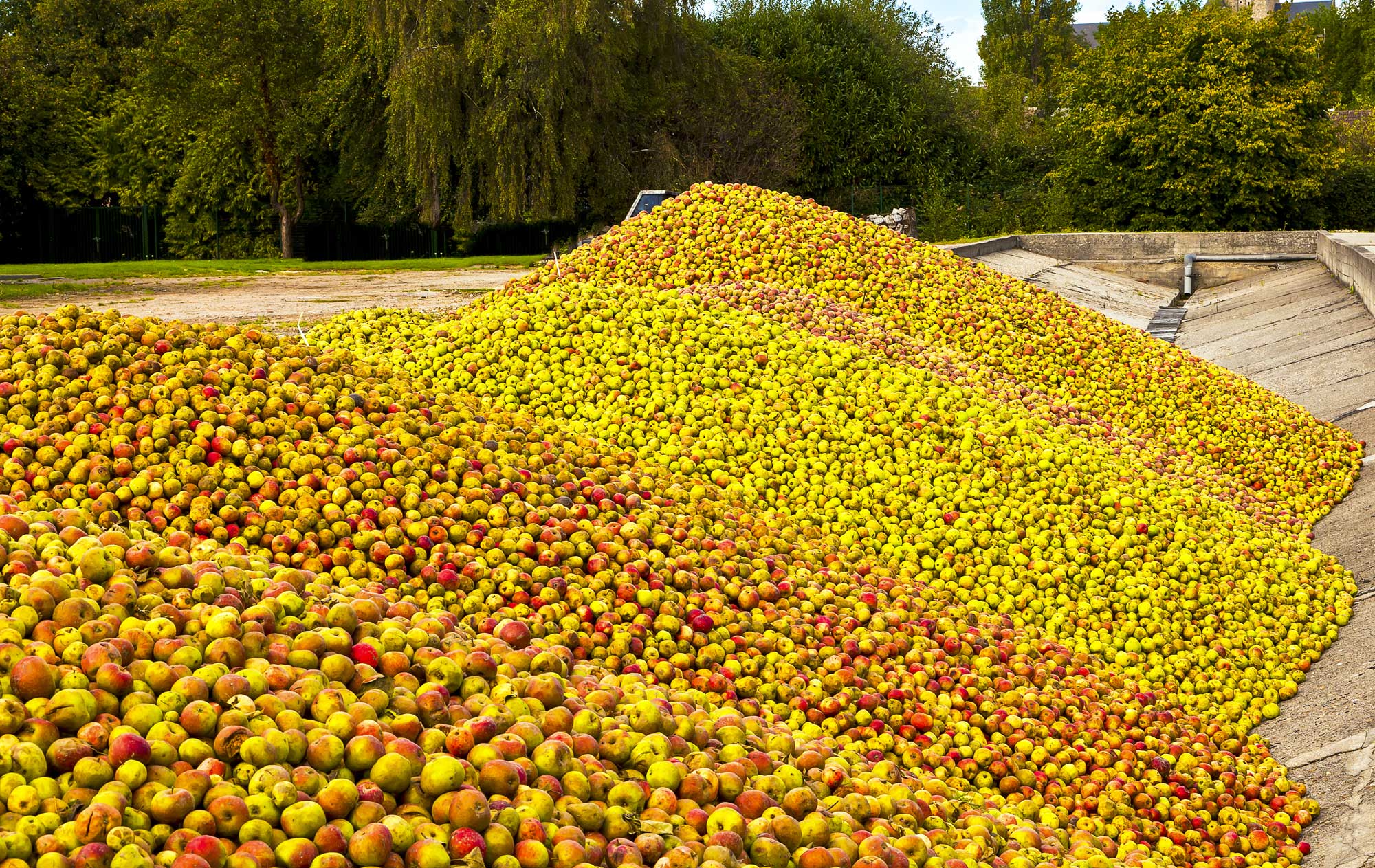 Harvested apples in Normandy, France. Photo: Shutterstock