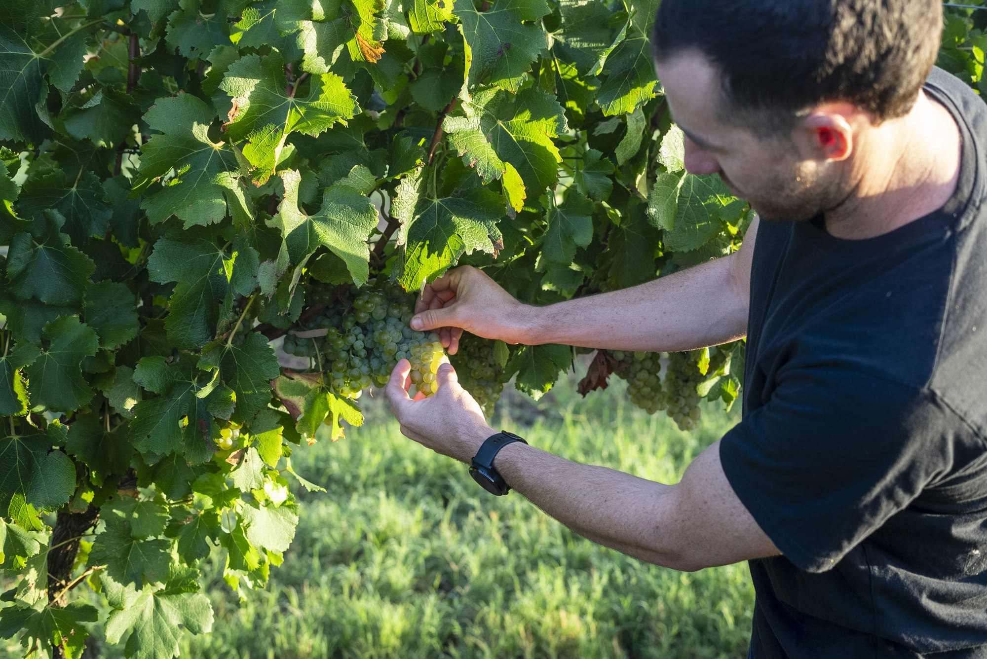 Ollie inspects semillon grapes on the vine. Photo: Boothby