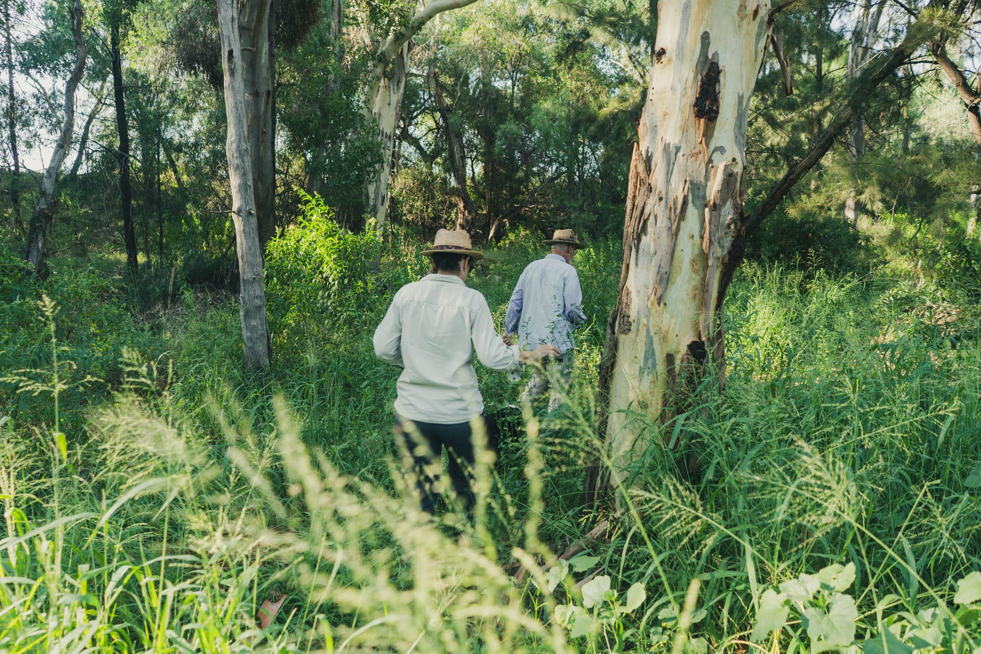 Cutting a path through to the wild grown agave. Photo: Boothby