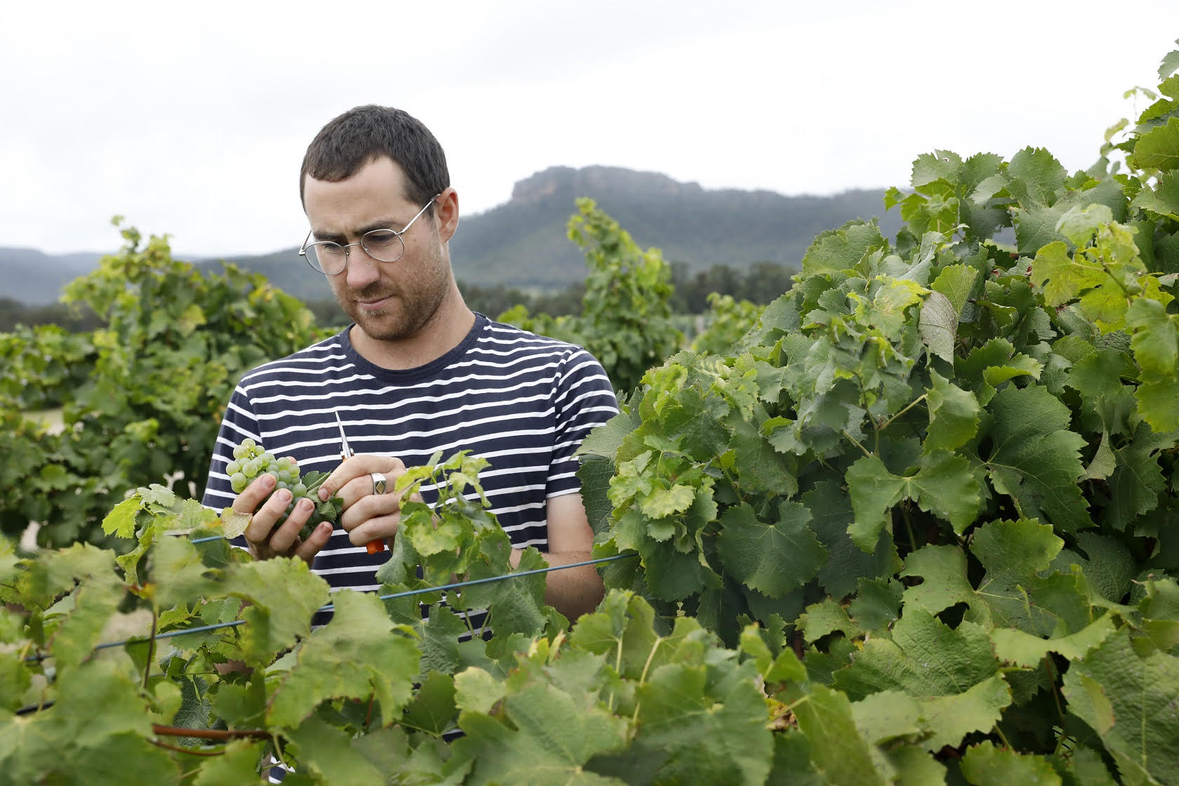 Ollie Margan in his family's Hunter Valley vineyards. Photo: Supplied