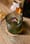 For Door Knock’s Tops N Tails cocktails, they make their own vermouth