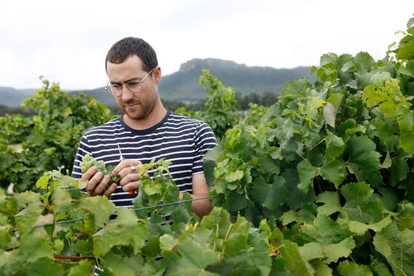 Ollie Margan in his family's Hunter Valley vineyards. Photo: Supplied